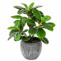 Plante artificielle réaliste en pot céramique, hauteur 60 cm, vert