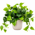 Plante verte artificielle avec pot en céramique - feuillage retombant 50 cm